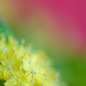 Preview wallpaper pollen, flower, blur, macro