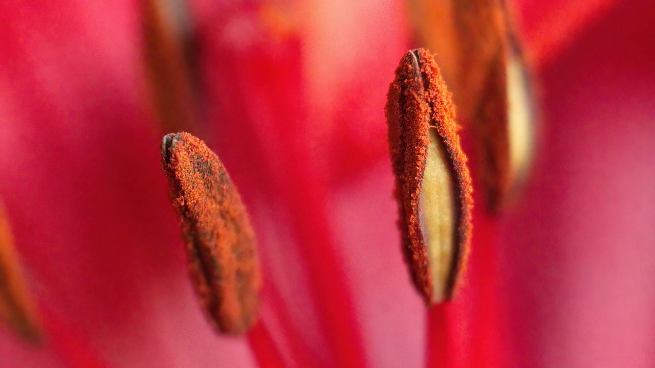 Wallpaper pollen, flower, macro, blur, pink