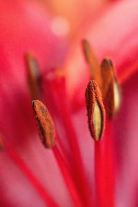 Preview wallpaper pollen, flower, macro, blur, pink