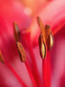 Preview wallpaper pollen, flower, macro, blur, pink