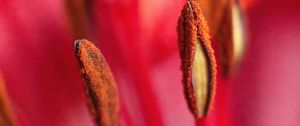 Preview wallpaper pollen, flower, macro, blur, pink