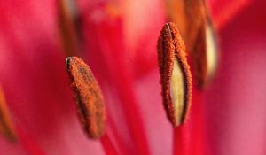 Preview wallpaper pollen, flower, macro, blur, pink