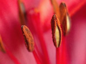 Preview wallpaper pollen, flower, macro, blur, pink