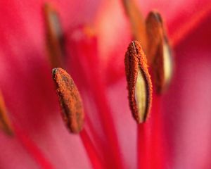 Preview wallpaper pollen, flower, macro, blur, pink