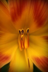 Preview wallpaper pollen, flower, macro, orange