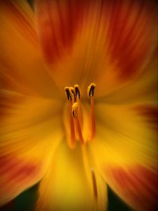 Preview wallpaper pollen, flower, macro, orange