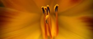 Preview wallpaper pollen, flower, macro, orange