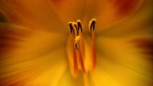 Preview wallpaper pollen, flower, macro, orange