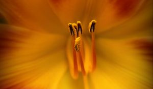 Preview wallpaper pollen, flower, macro, orange