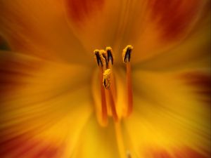 Preview wallpaper pollen, flower, macro, orange