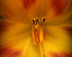 Preview wallpaper pollen, flower, macro, orange