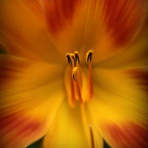 Preview wallpaper pollen, flower, macro, orange