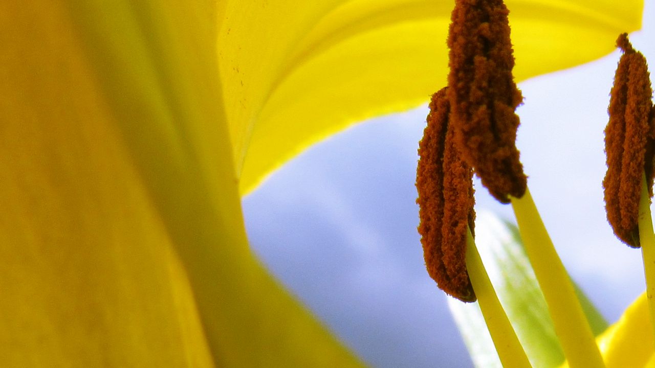 Wallpaper pollen, flower, macro, yellow, lily