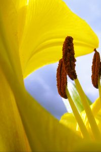 Preview wallpaper pollen, flower, macro, yellow, lily