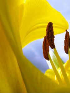 Preview wallpaper pollen, flower, macro, yellow, lily