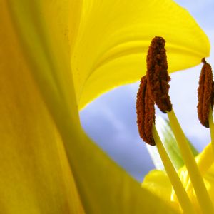 Preview wallpaper pollen, flower, macro, yellow, lily