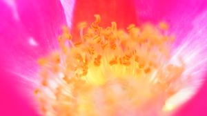 Preview wallpaper pollen, flower, macro, blur