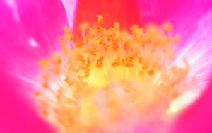 Preview wallpaper pollen, flower, macro, blur