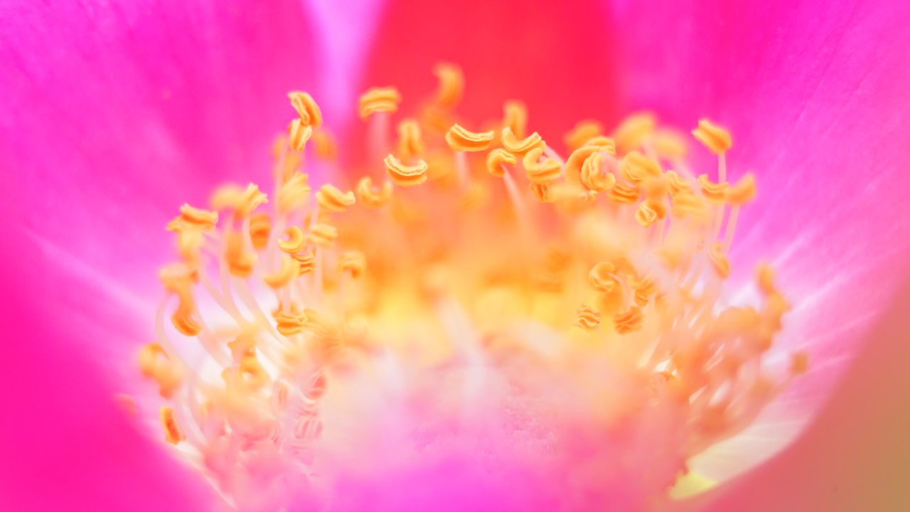 Wallpaper pollen, flower, macro, pink