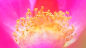 Preview wallpaper pollen, flower, macro, pink