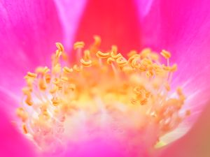 Preview wallpaper pollen, flower, macro, pink