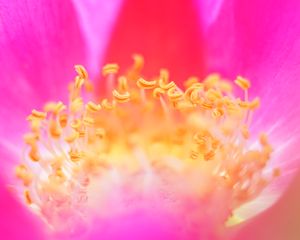 Preview wallpaper pollen, flower, macro, pink