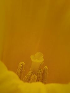 Preview wallpaper pollen, flower, petals, yellow