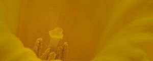 Preview wallpaper pollen, flower, petals, yellow
