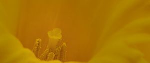 Preview wallpaper pollen, flower, petals, yellow