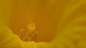 Preview wallpaper pollen, flower, petals, yellow