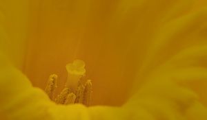 Preview wallpaper pollen, flower, petals, yellow