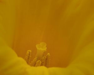 Preview wallpaper pollen, flower, petals, yellow
