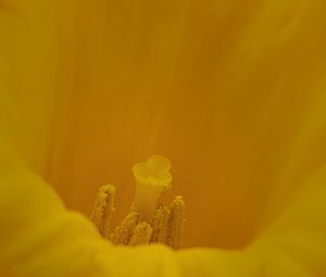Preview wallpaper pollen, flower, petals, yellow