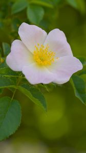 Preview wallpaper pollen, flower, petals, leaves, macro
