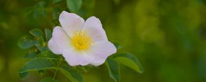 Preview wallpaper pollen, flower, petals, leaves, macro