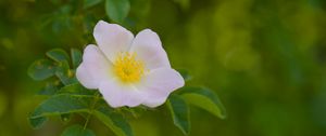 Preview wallpaper pollen, flower, petals, leaves, macro