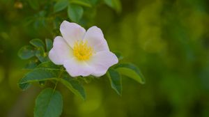 Preview wallpaper pollen, flower, petals, leaves, macro