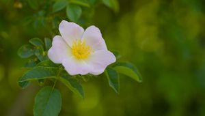 Preview wallpaper pollen, flower, petals, leaves, macro