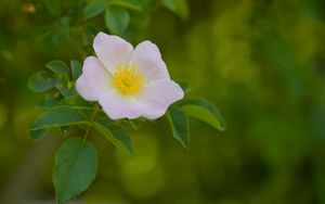 Preview wallpaper pollen, flower, petals, leaves, macro
