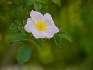 Preview wallpaper pollen, flower, petals, leaves, macro
