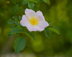 Preview wallpaper pollen, flower, petals, leaves, macro