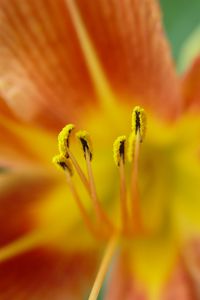 Preview wallpaper pollen, flower, petals, macro