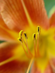 Preview wallpaper pollen, flower, petals, macro