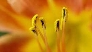 Preview wallpaper pollen, flower, petals, macro