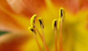 Preview wallpaper pollen, flower, petals, macro