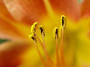 Preview wallpaper pollen, flower, petals, macro