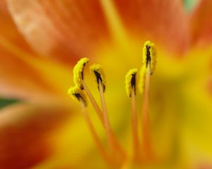 Preview wallpaper pollen, flower, petals, macro