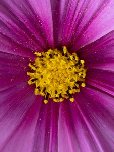 Preview wallpaper pollen, flower, petals, purple, macro