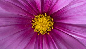 Preview wallpaper pollen, flower, petals, purple, macro