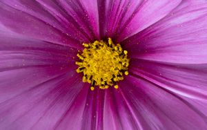 Preview wallpaper pollen, flower, petals, purple, macro